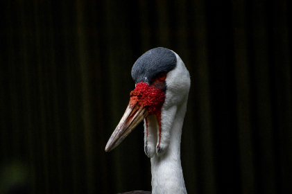 深入了解HKJC香港赛马的历史与文化魅力 深入了解HKJC香港赛马的历史与文化魅力
